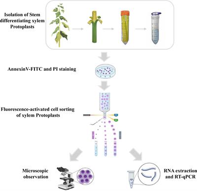 A method for analyzing programmed cell death in xylem development by flow cytometry